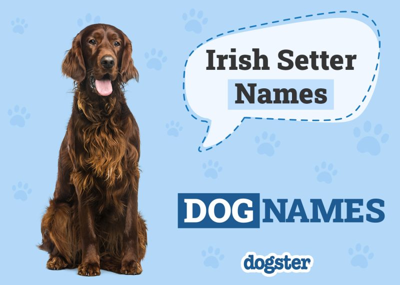 Dogster_Irish Setter Names