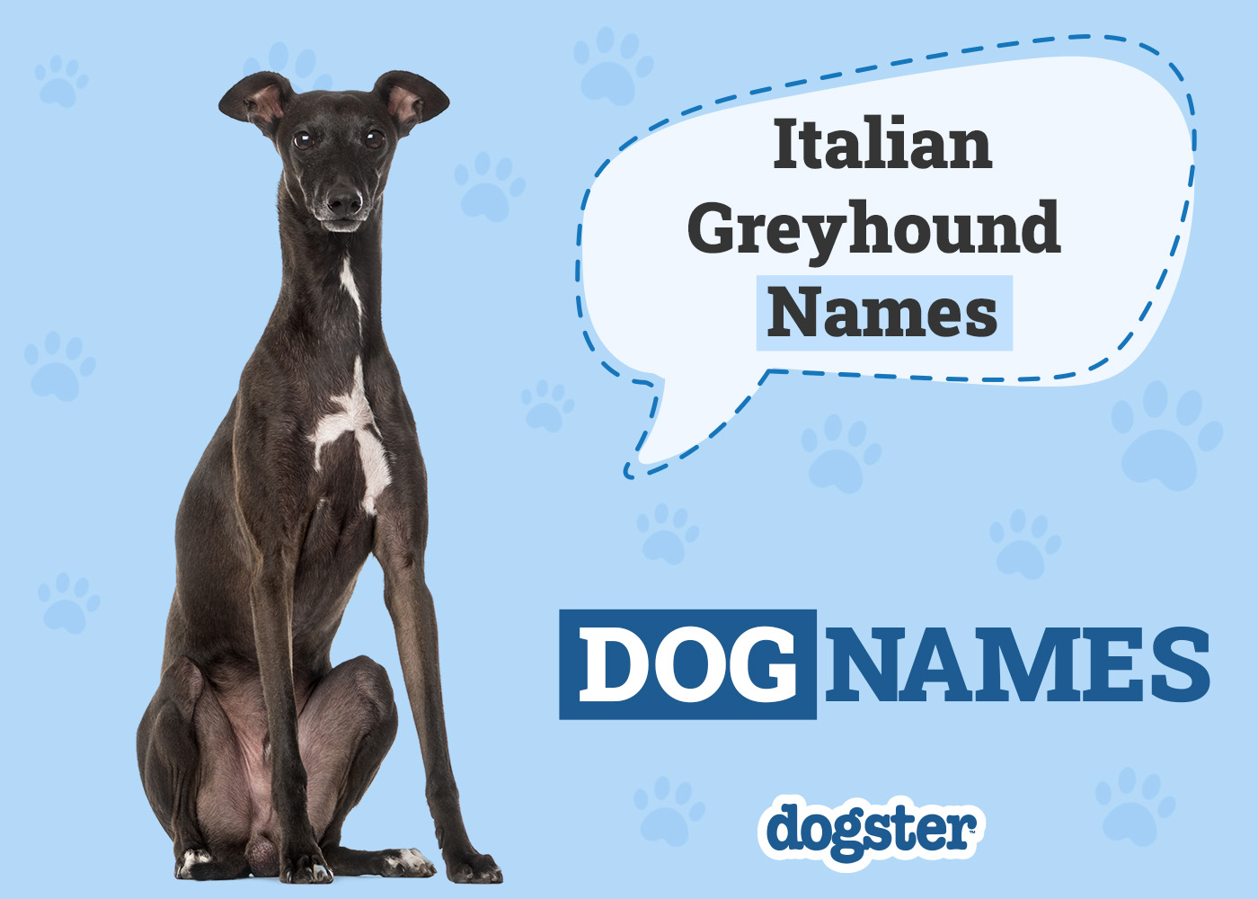 Dogster_Italian Greyhound Names