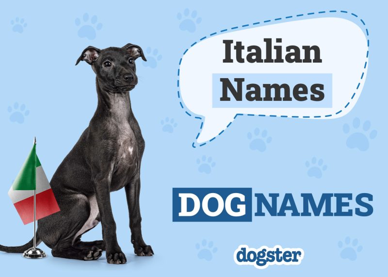 Dogster_Italian Names