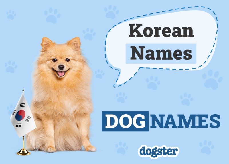 Dogster_Korean Names