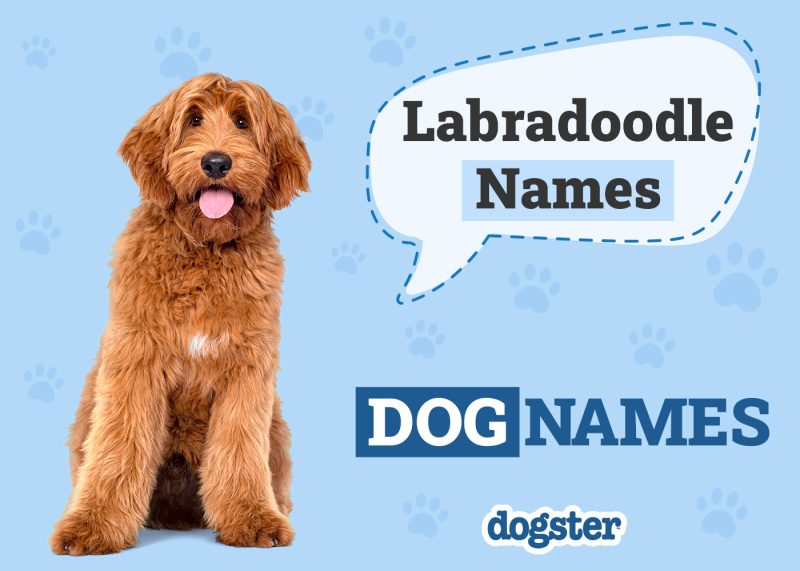 Dogster_Labradoodle Names