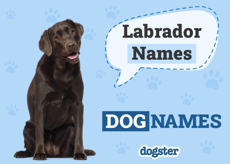 Dogster_Labrador Names