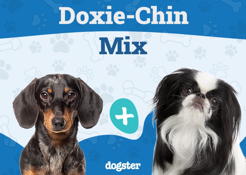 Doxie-Chin - Dachshund Japanese Chin Mix