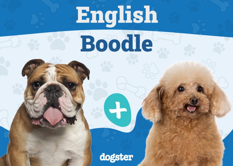 English Boodle Mix