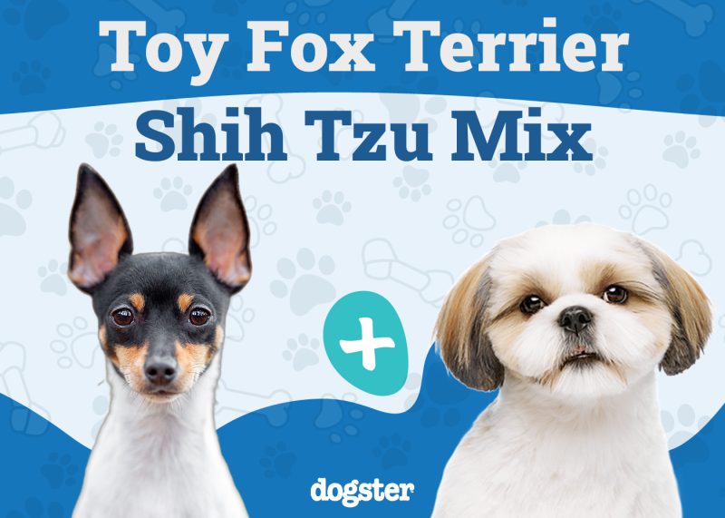 Fo Tzu - Toy Fox Terrier Shih Tzu Mix