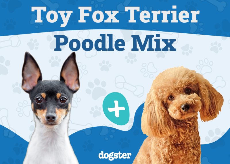 Foodle - Toy Fox Terrier Poodle Mix