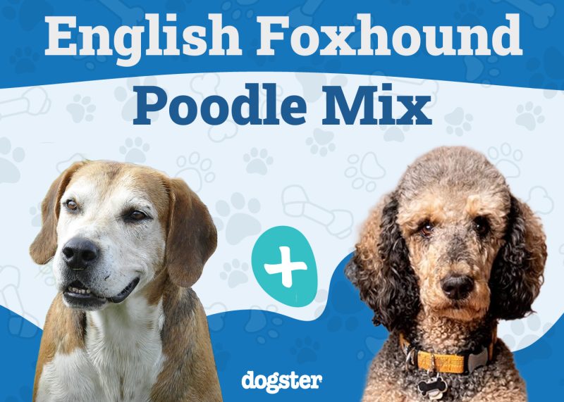 Foxhoodle - English Foxhound Poodle Mix