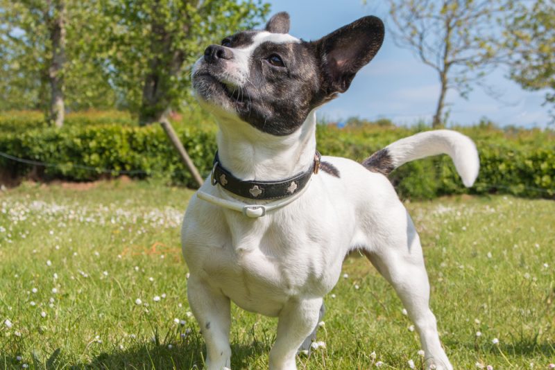 French Jack dog standing on grass