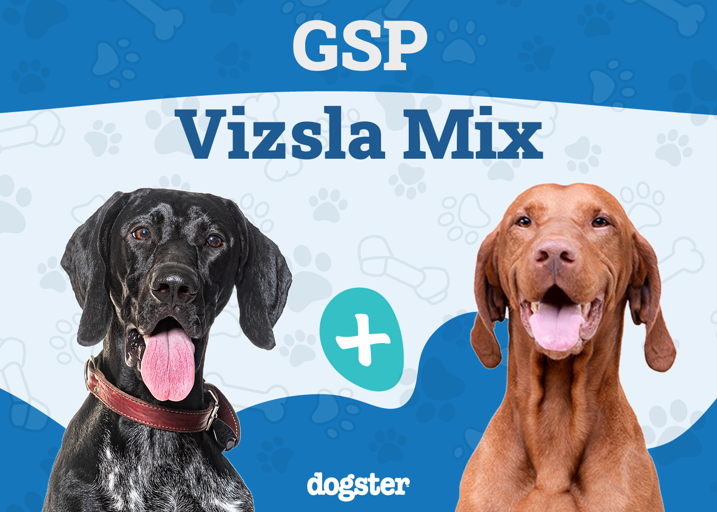 GSP Vizsla Mix