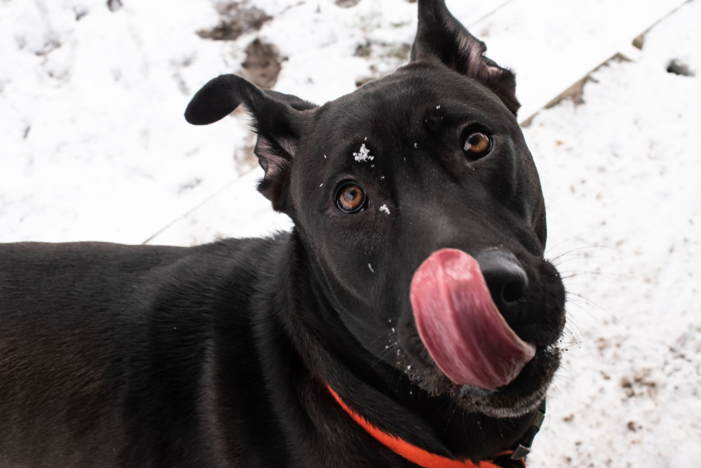German Shepherd Black Lab Doggy
