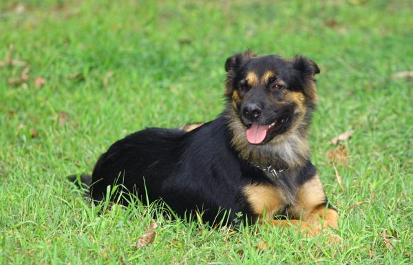 German-Shepherd-Rottweiler-mix-outside-in-a-grass-field