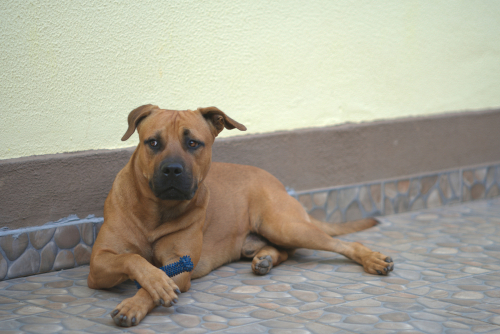 German Shepherd and Pit Bull Mix