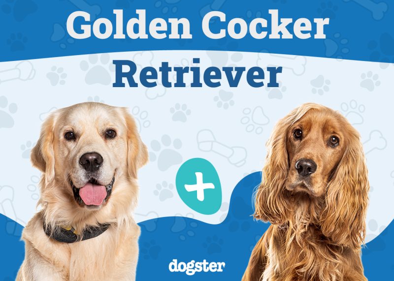 Golden Cocker Retriever
