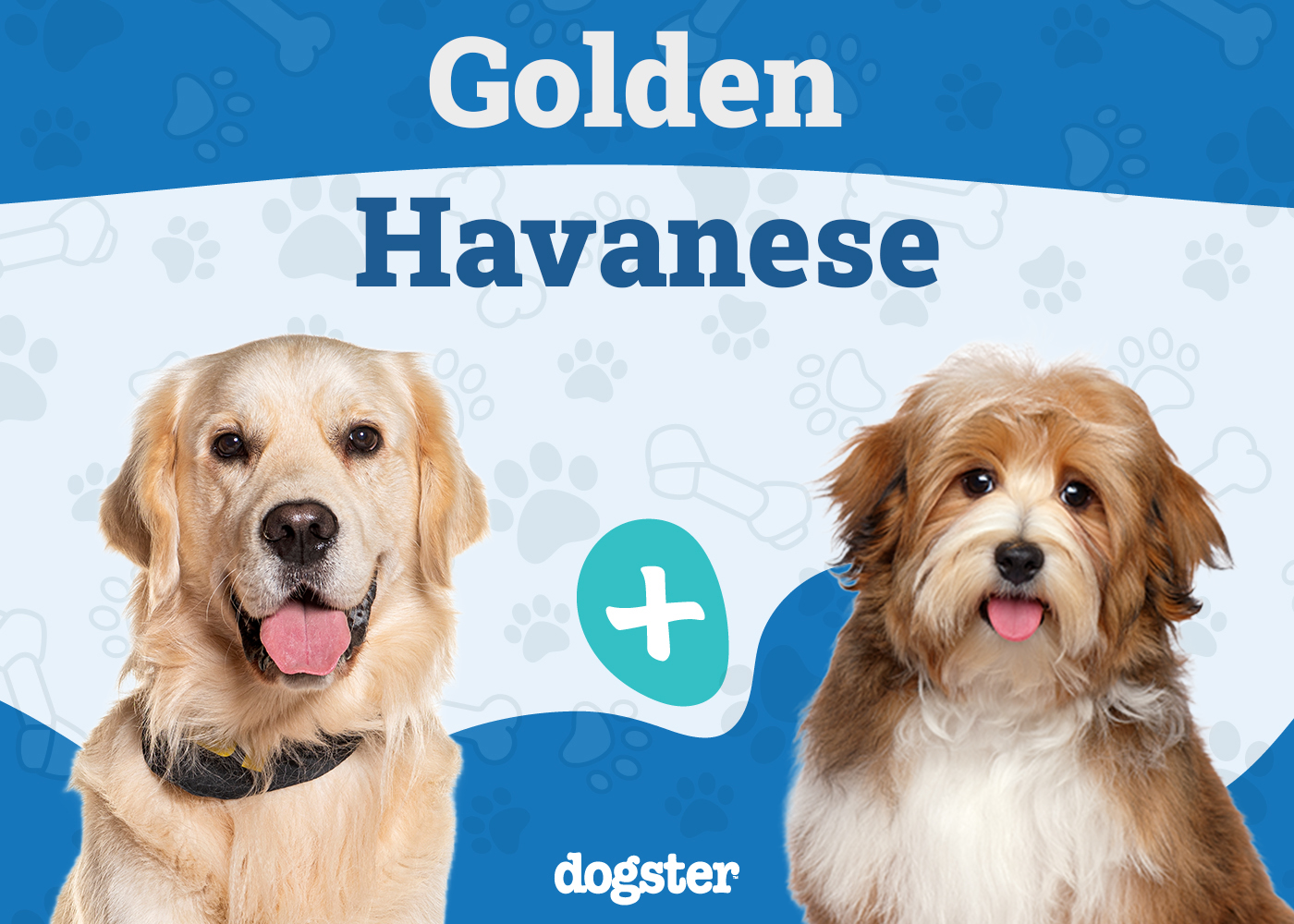 Golden Havanese - Golden Retriever Havanese Mix