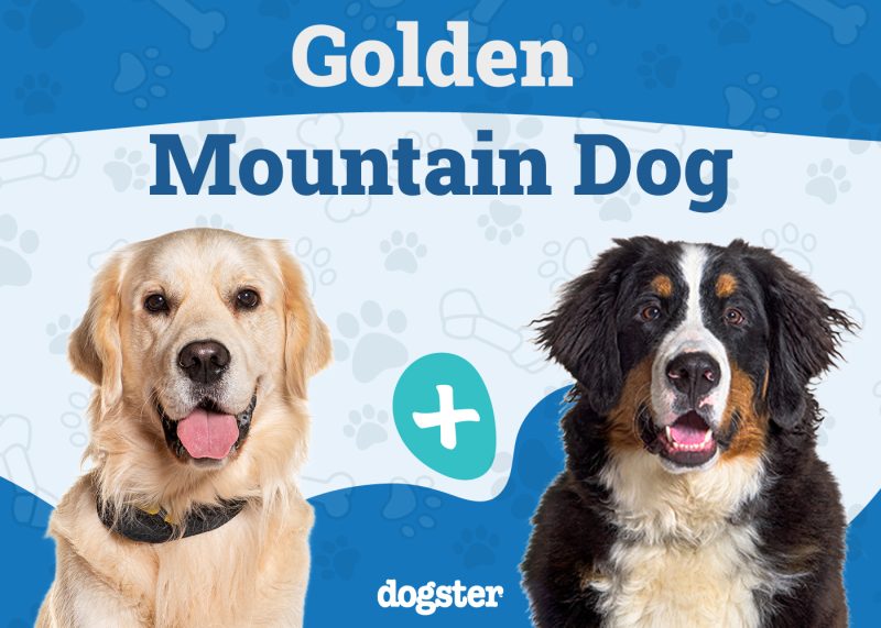 Golden Mountain Dog