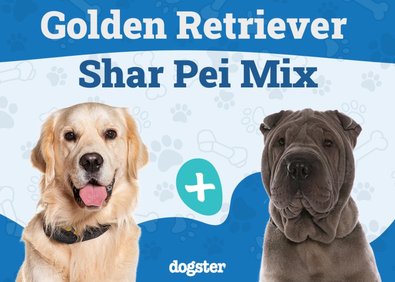 Golden Pei