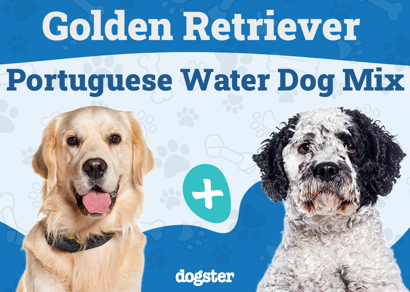 Golden Retriever Portuguese Water Dog Mix
