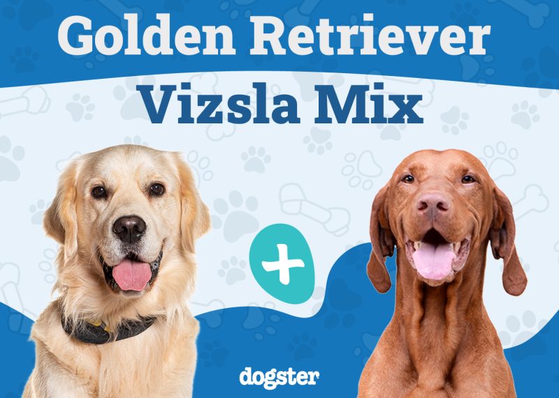 Golden Retriever Vizsla Mix