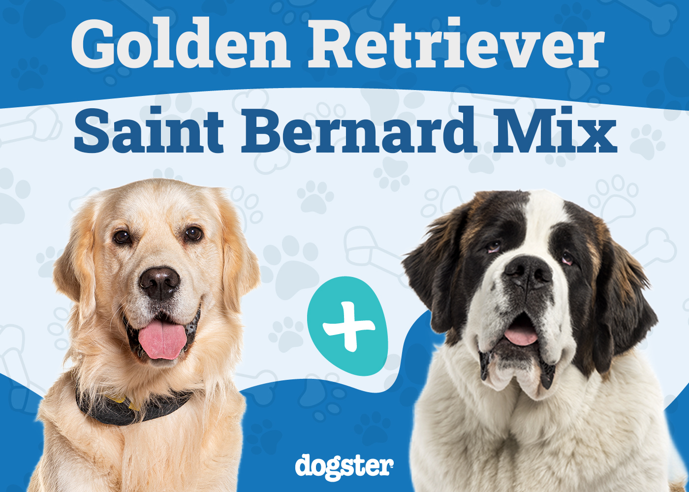 Golden Saint - Golden Retriever Saint Bernard Mix
