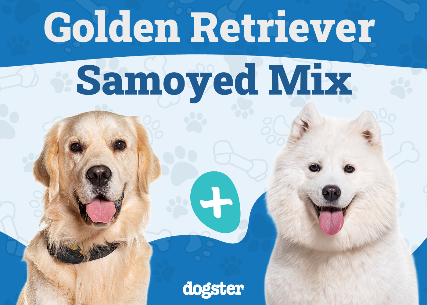 Golden Sammy - Golden Retriever Samoyed Mix