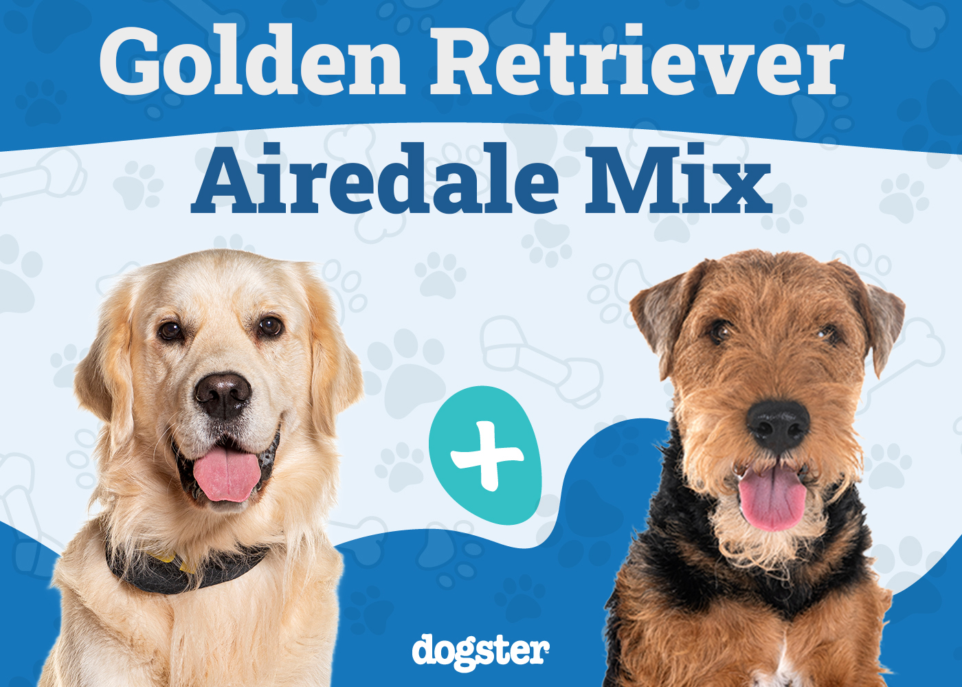 Goldendale - Golden Retriever Airedale Mix