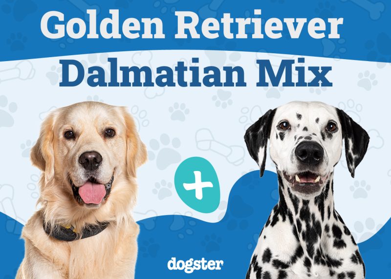 Goldmatian - Golden Retriever Dalmatian Mix