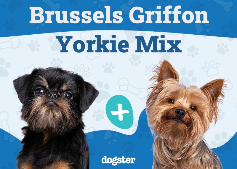 Griffonshire Mix