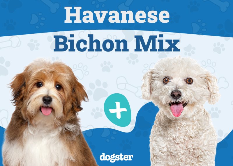 Havachon Mix