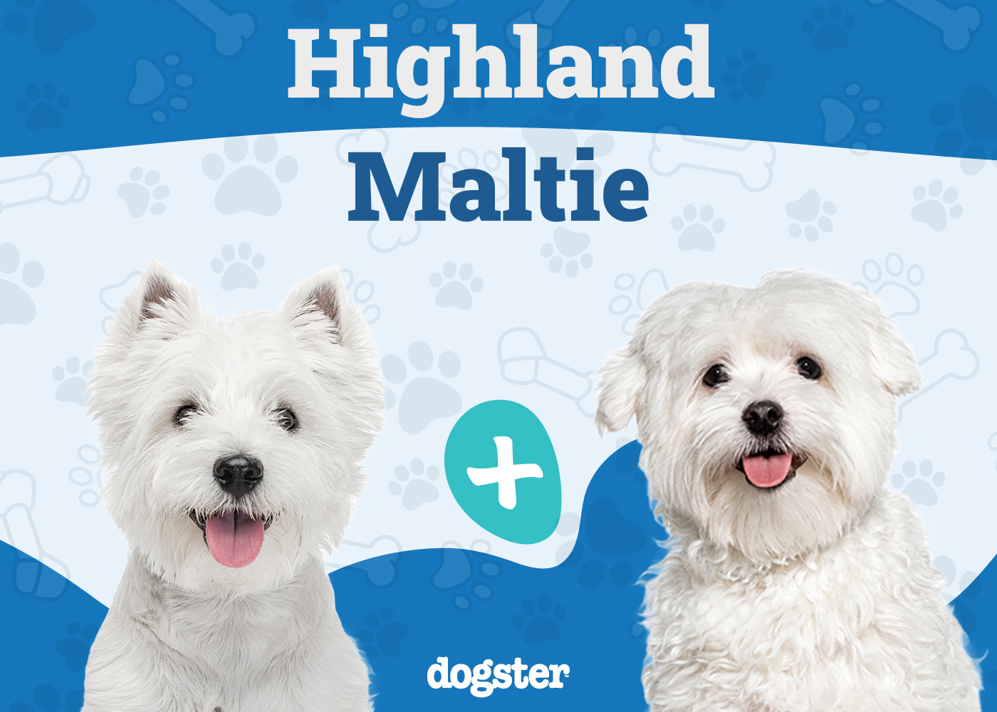 Highland Maltie Mix