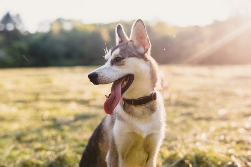 Husky Jack dog in the field