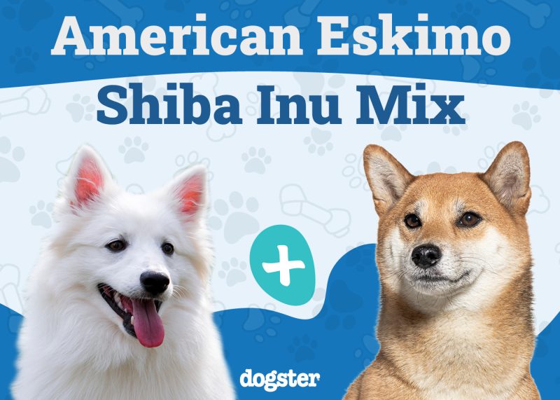 Imo Inu - American Eskimo Shiba Inu Mix