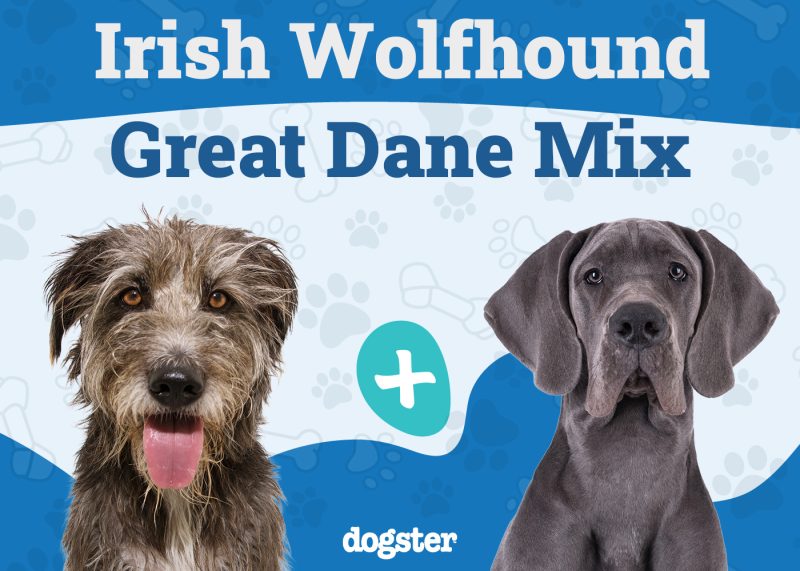 Irish Dane - Irish Wolfhound Great Dane Mix