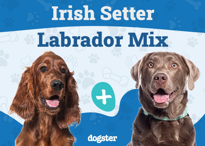Irish Setter Labrador Mix