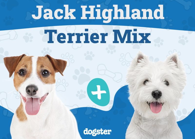 Jack Highland Terrier Mix