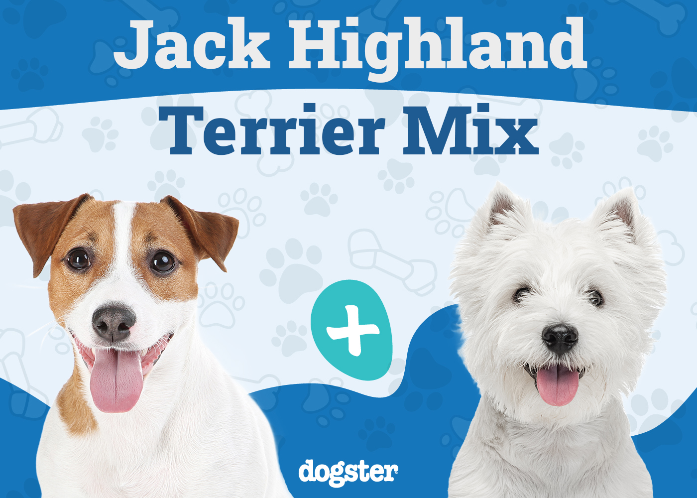 Jack Highland Terrier Mix