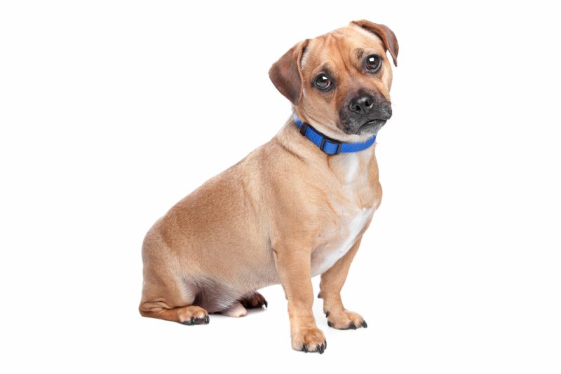 Jack Russell Terrier and Pug mixed dog
