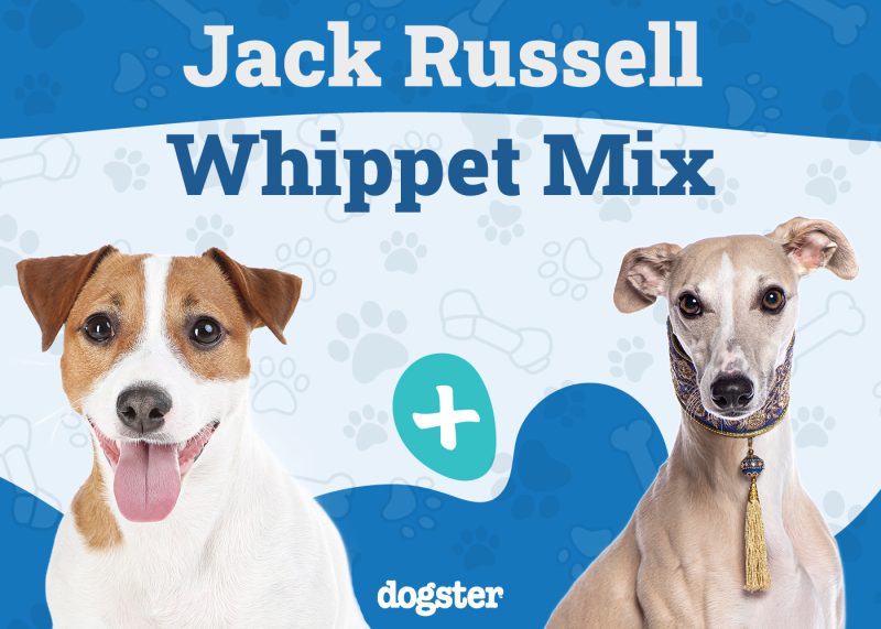 Jack-a-Whip - Jack Russell Whippet Mix