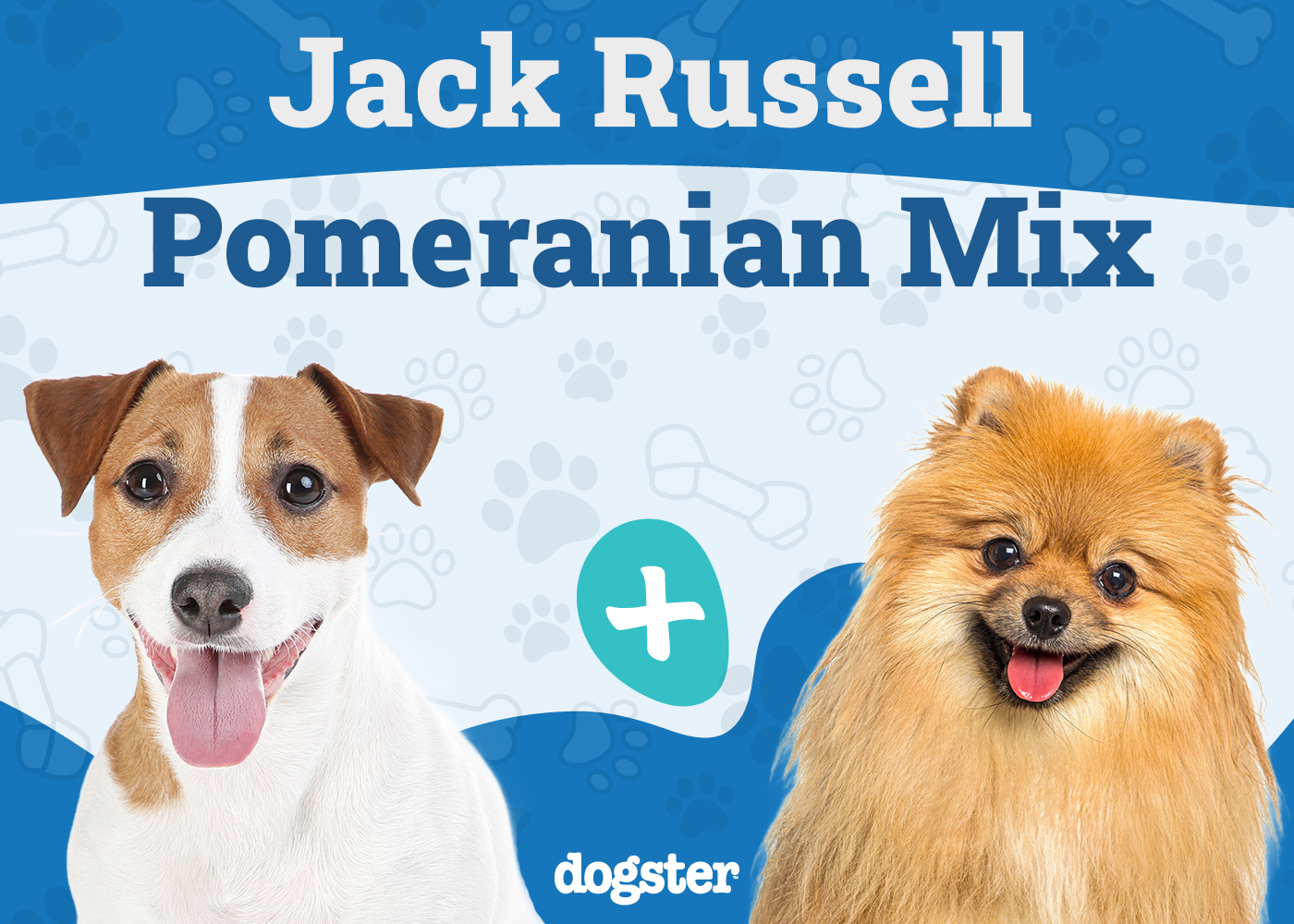 Jack-a-ranian - Jack Russell Pomeranian Mix