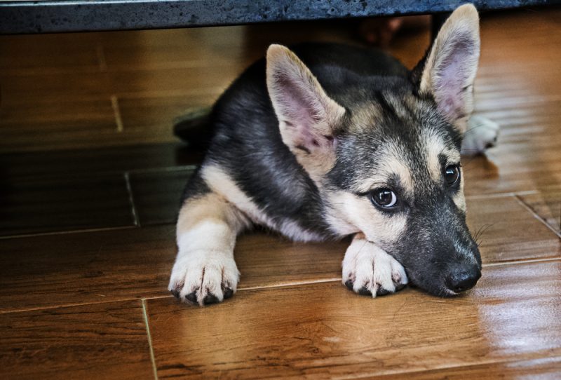 Jack russel german shepherd mix laying on the floor