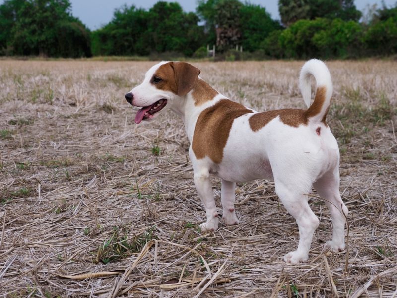 Jackabee dog standing in the field