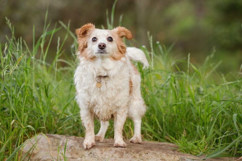 Jackaranian dog standing on rock