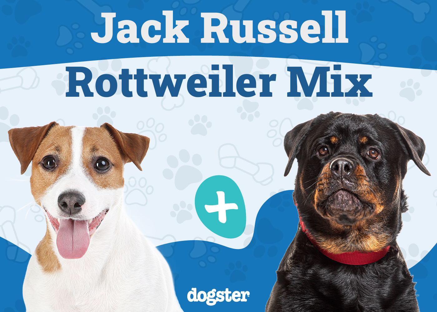 Jackweiler - Jack Russell Rottweiler Mix