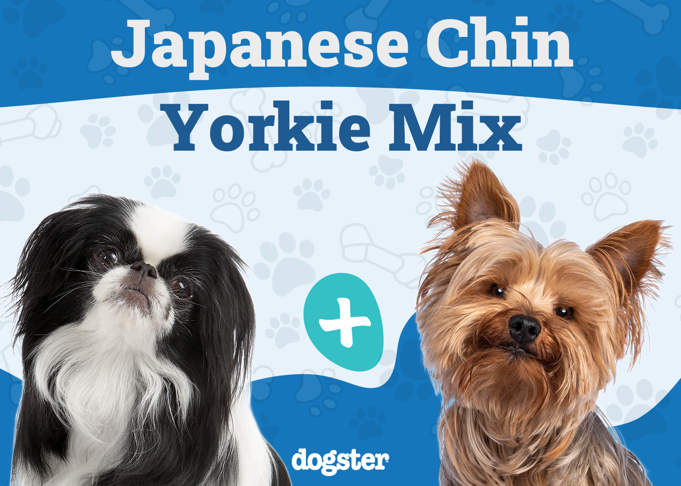 Jarkie - Japanese Chin Yorkie Mix