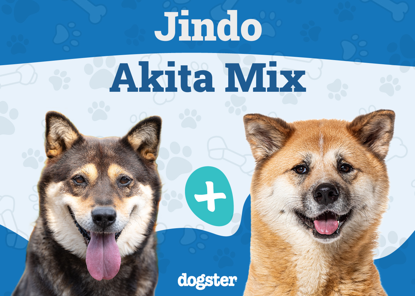 Jindo Akita Mix