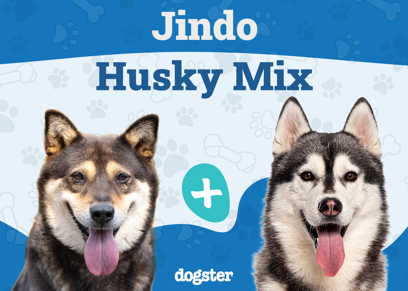 Jindo Husky Mix