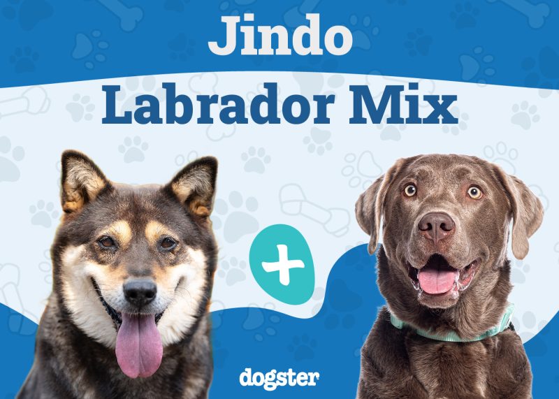 Jindo Lab Mix