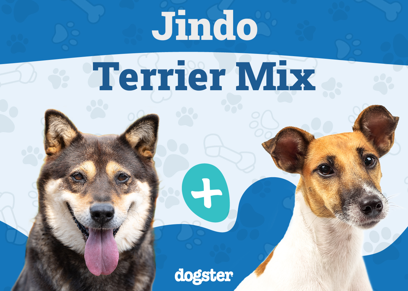 Jindo Terrier Mix