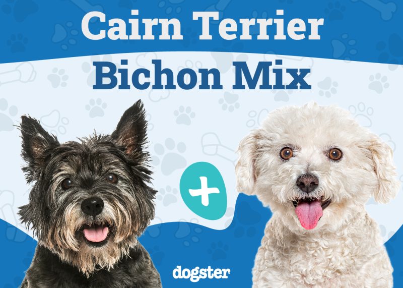 Kashon - Cairn Terrier Bichon Mix