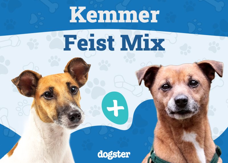 Kemmer Feist - Smooth Fox Terrier Mountain Feist Mix