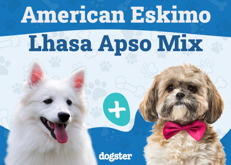 Kimola - American Eskimo Lhasa Apso Mix